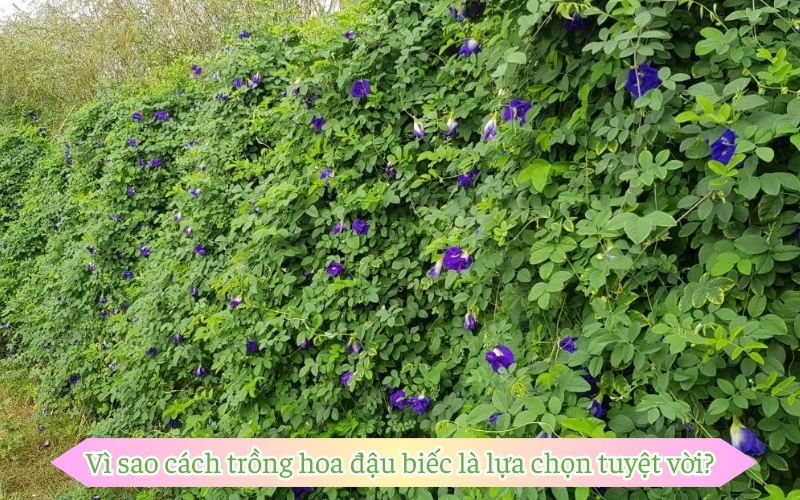 Vì sao cách trồng hoa đậu biếc là lựa chọn tuyệt vời?