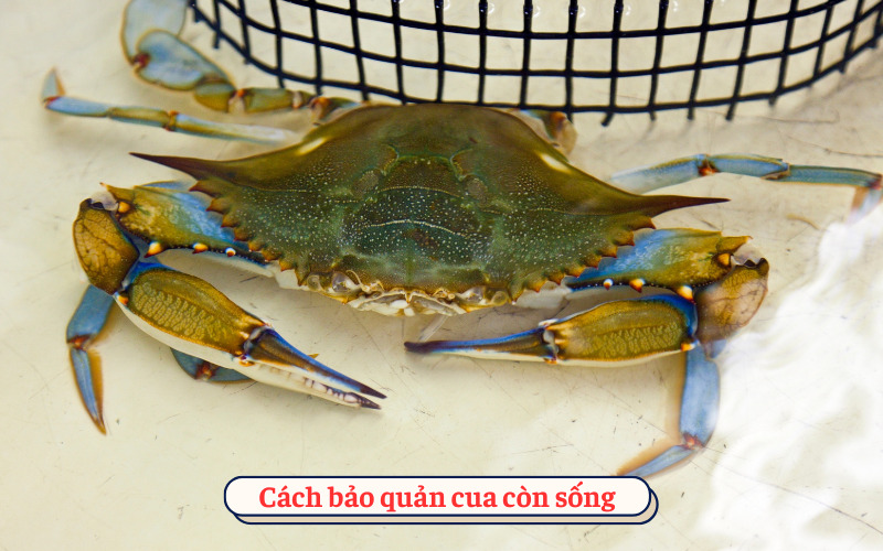 Cách bảo quản cua còn sống​ 