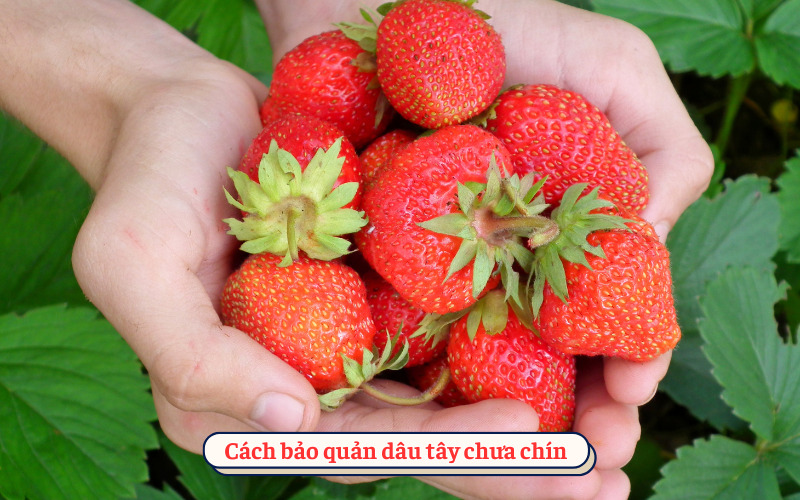 Cách bảo quản dâu tây chưa chín​