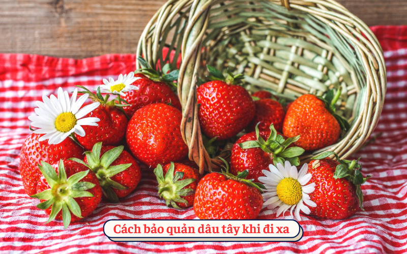 Cách bảo quản dâu tây khi đi xa​