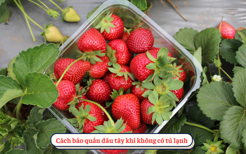 Cách bảo quản dâu tây khi không có tủ lạnh​