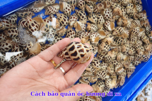 Cách bảo quản ốc hương đi xa