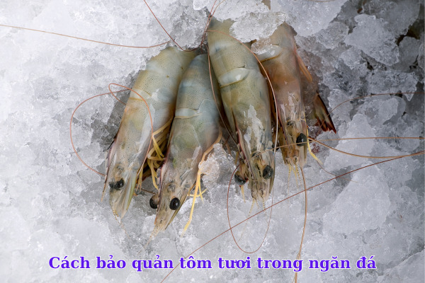 Cách bảo quản tôm tươi trong ngăn đá