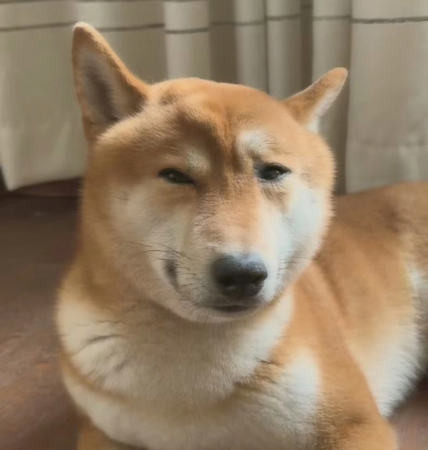 chó shiba meme​