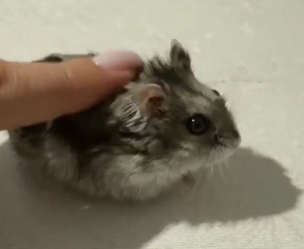 chuột hamster meme 3