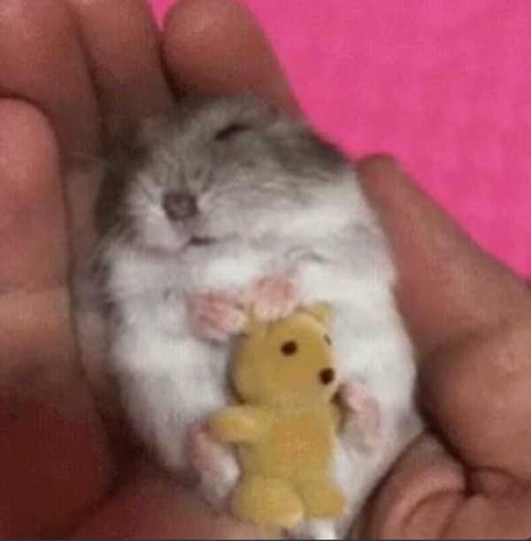 chuột hamster meme 4