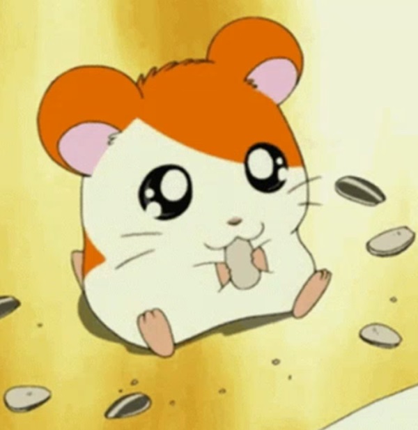 chuột hamster meme 5