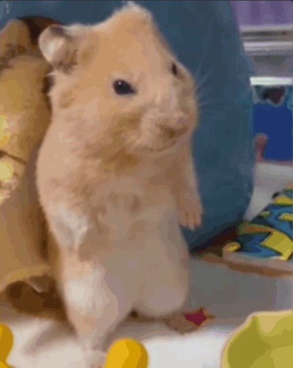 chuột hamster meme 6