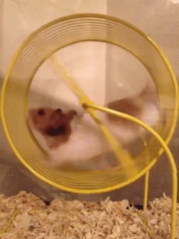 chuột hamster meme 7