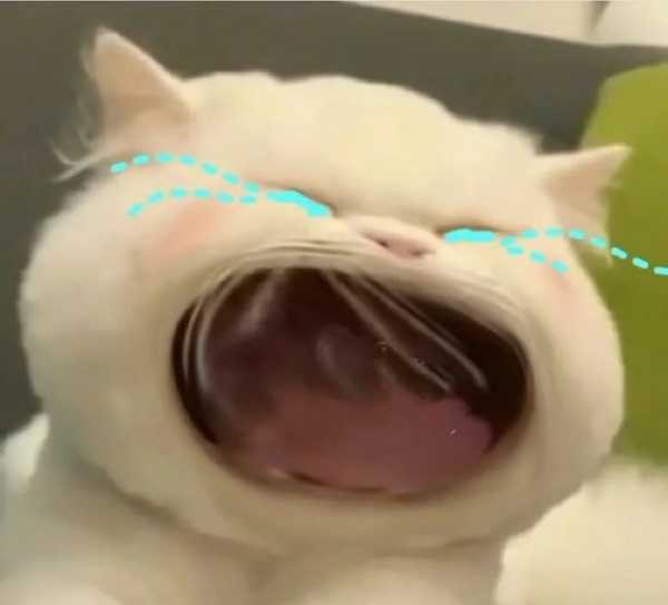 crying cat meme