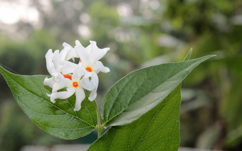 Đôi nét về cây hoa nhài