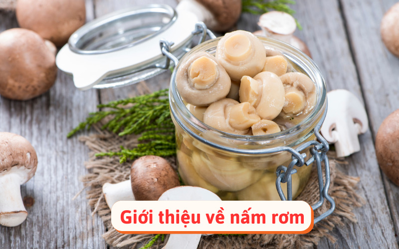 Giới thiệu về nấm rơm