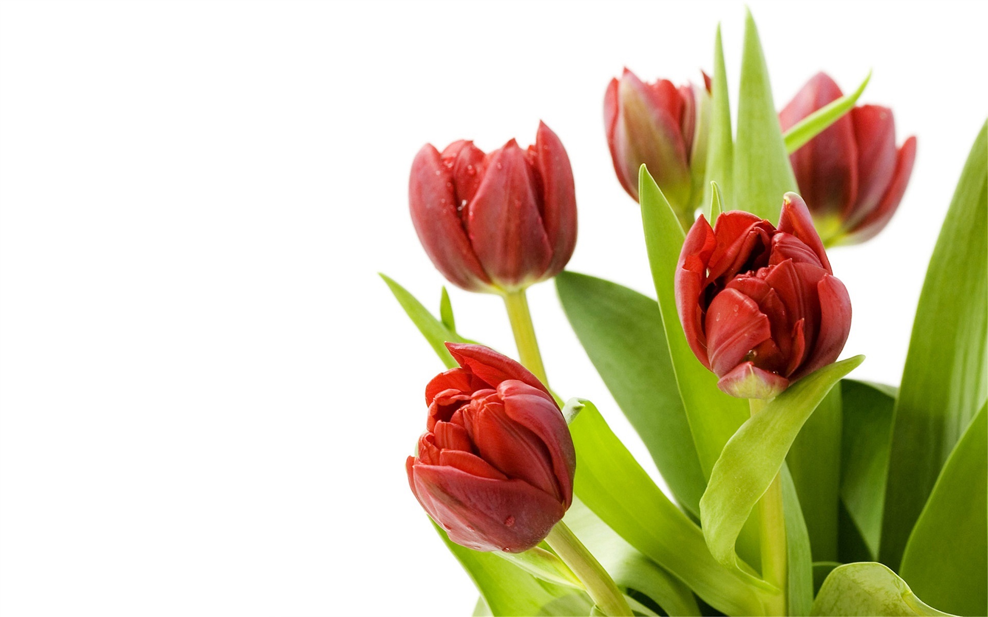 hình nền máy tính hoa tulip 22