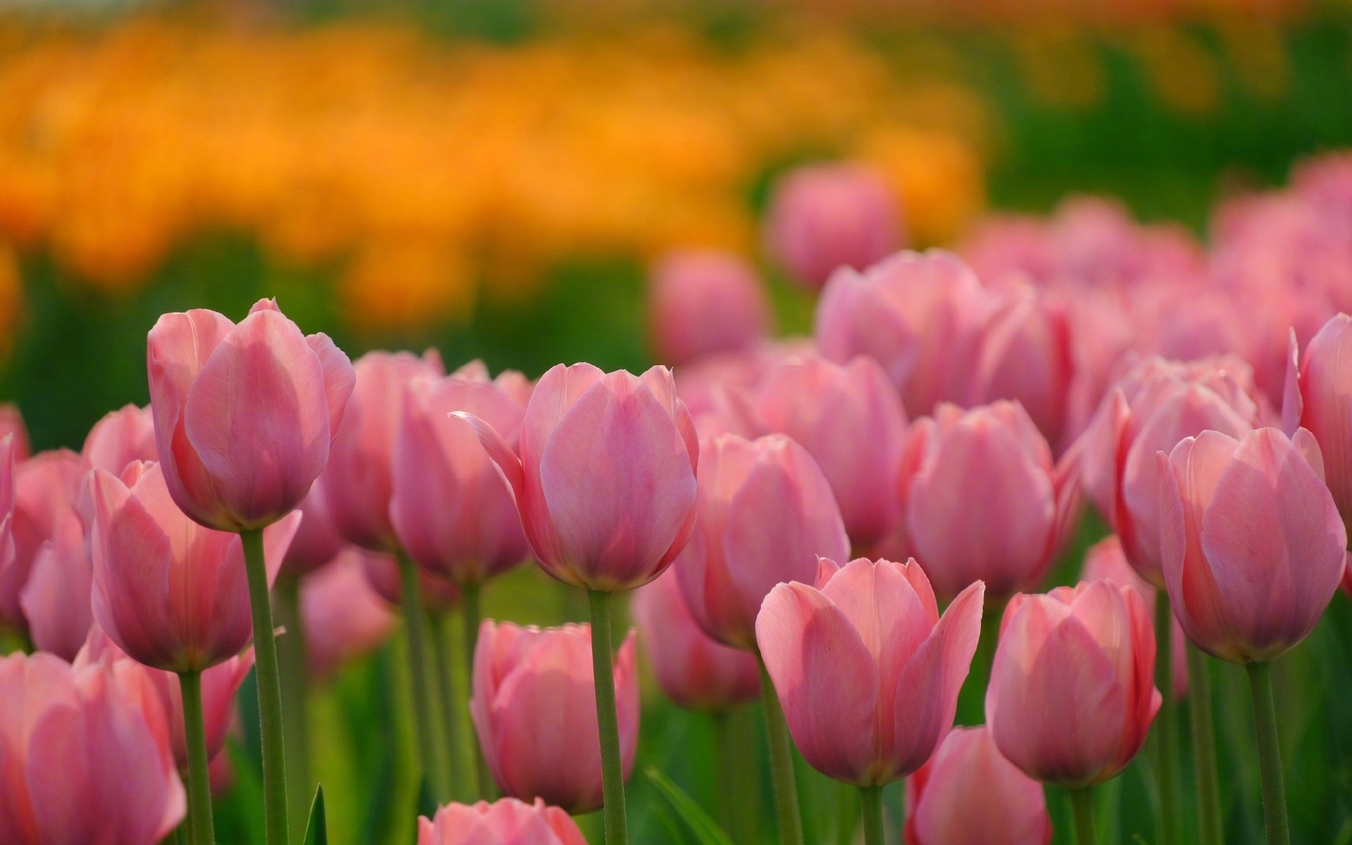 hình nền máy tính hoa tulip 29