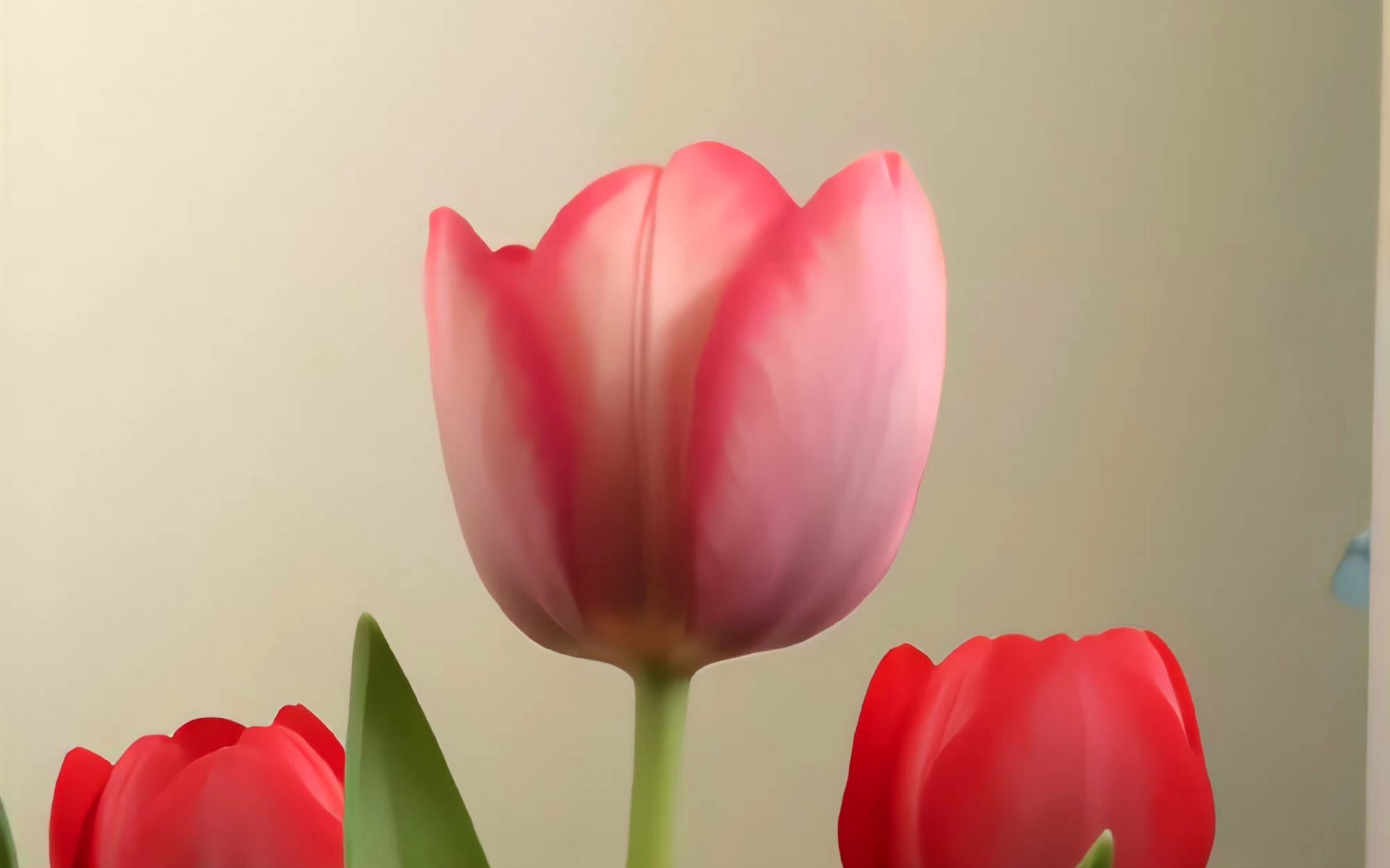 hình nền máy tính hoa tulip 3