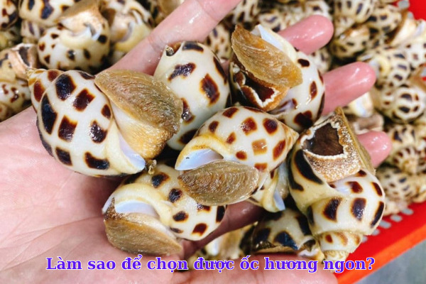 Làm sao để chọn được ốc hương ngon? 