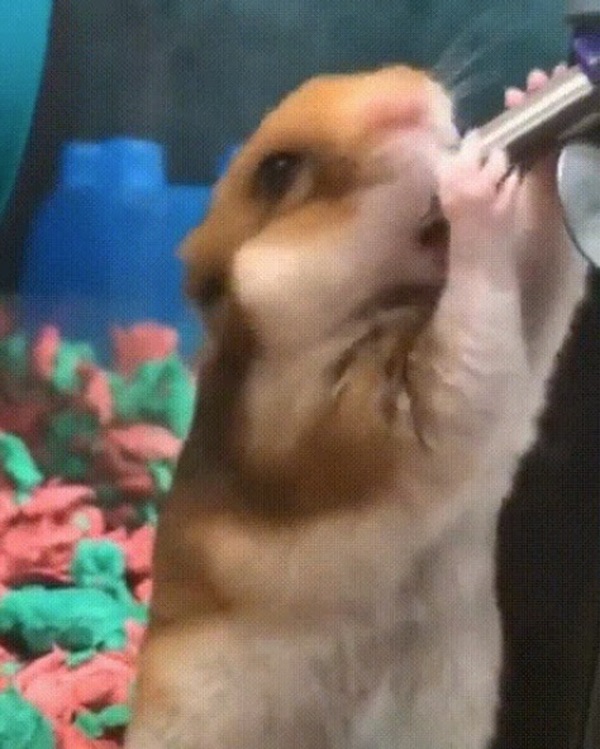 meme chuột hamster 1