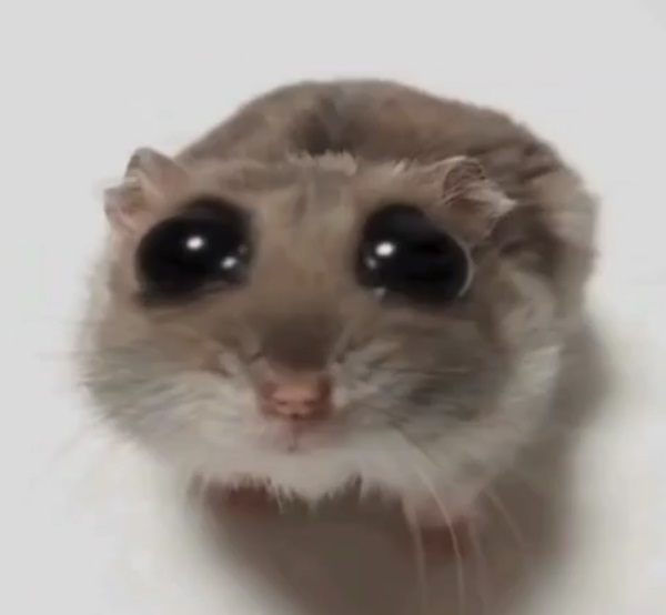 meme chuột hamster 2