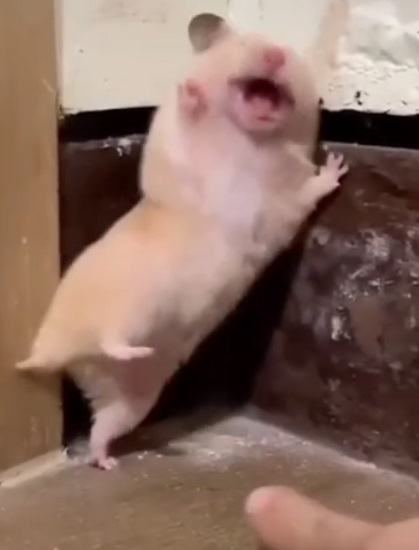 meme chuột hamster 3