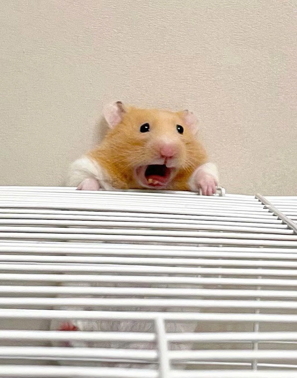 meme chuột hamster 4