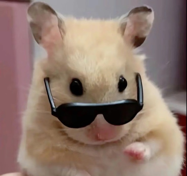 meme chuột hamster 5