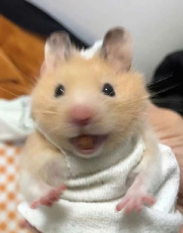 meme chuột hamster 7