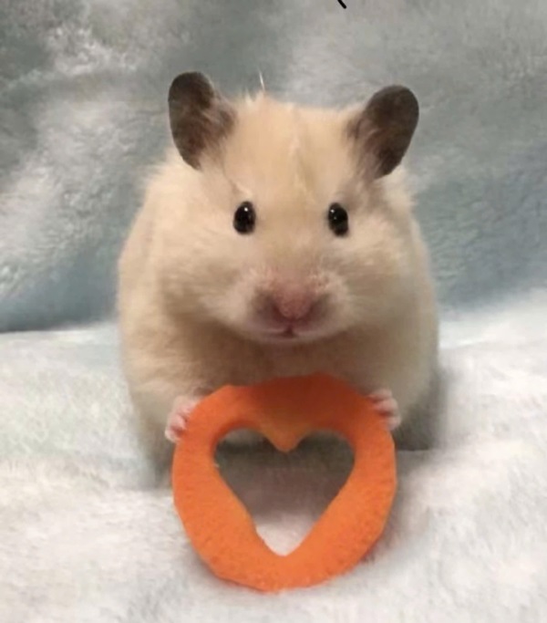 meme chuột hamster 8