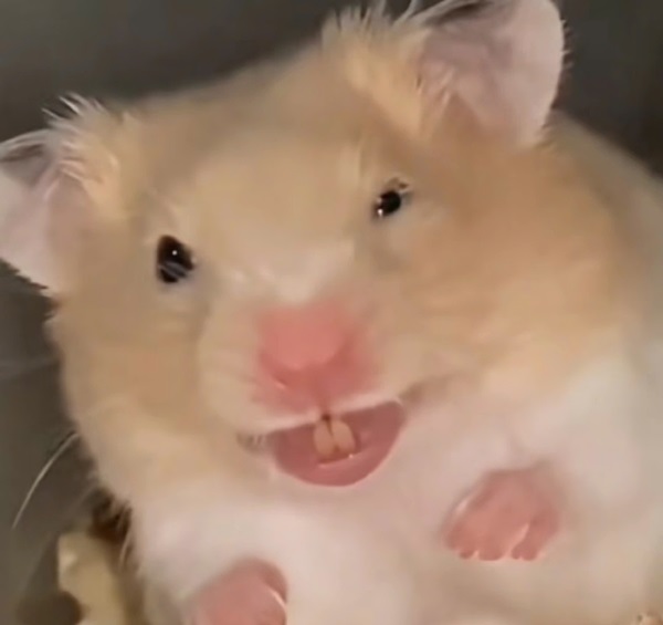 meme chuột hamster 9