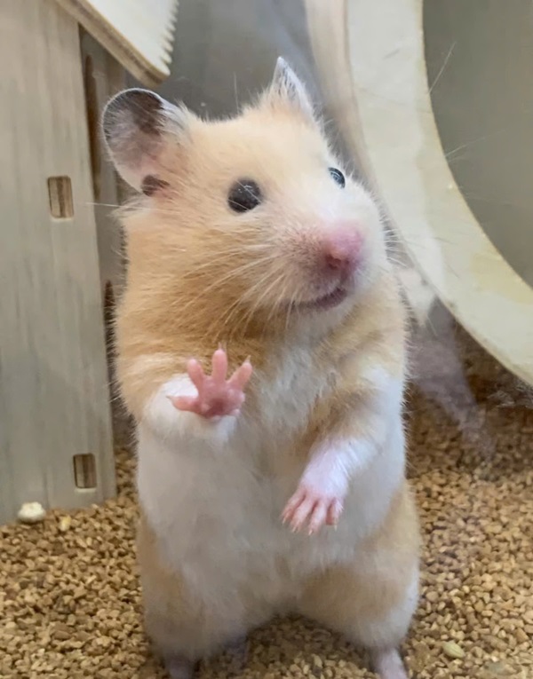 meme hamster 1