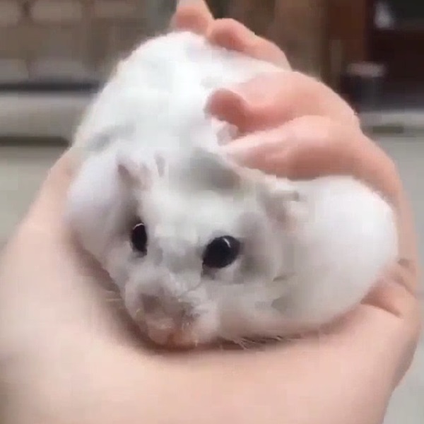 meme hamster 10