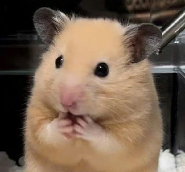 meme hamster 3