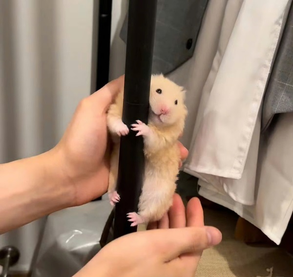 meme hamster 5