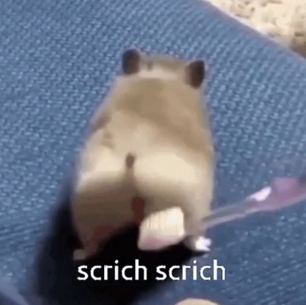 meme hamster 6