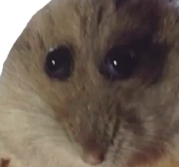 meme hamster 7