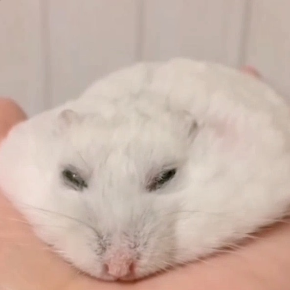 meme hamster 8