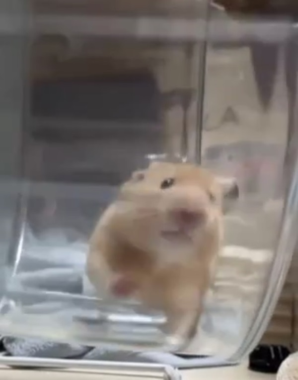 meme hamster 9