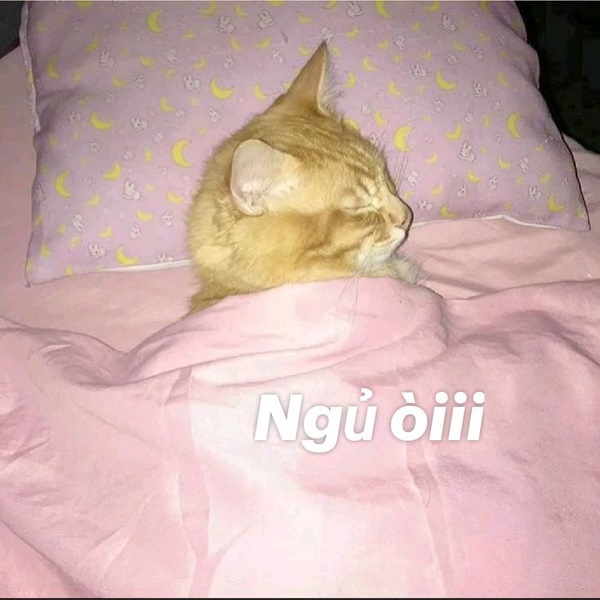 meme ngủ đi 3