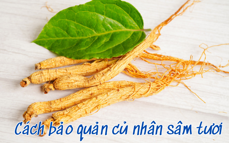 Cách bảo quản củ nhân sâm tươi