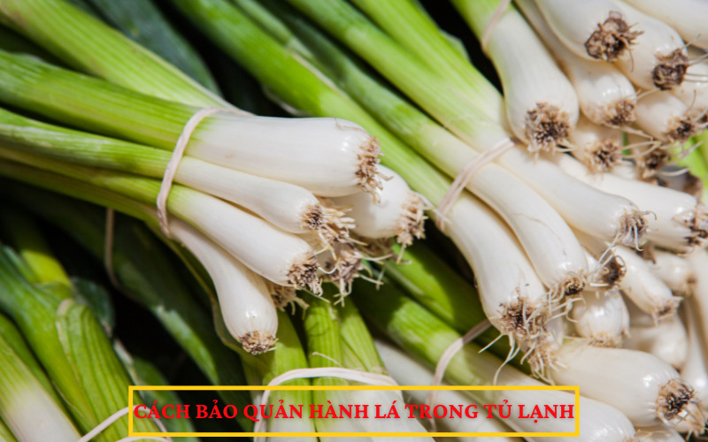 Cách bảo quản hành lá trong tủ lạnh