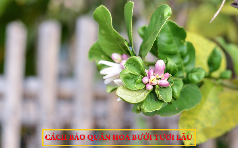 Cách bảo quản hoa bưởi tươi lâu