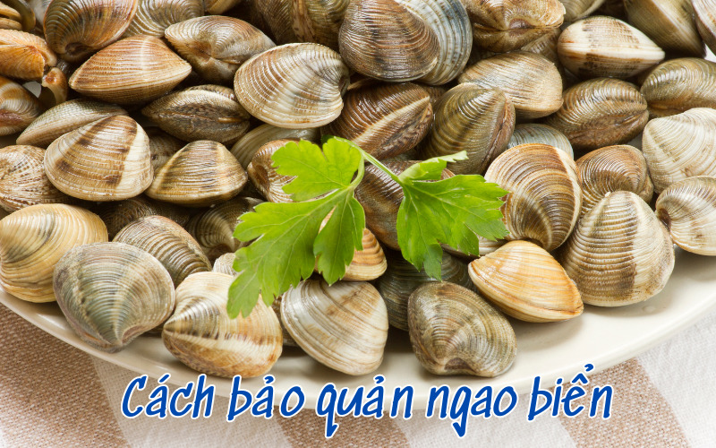 Cách bảo quản ngao biển