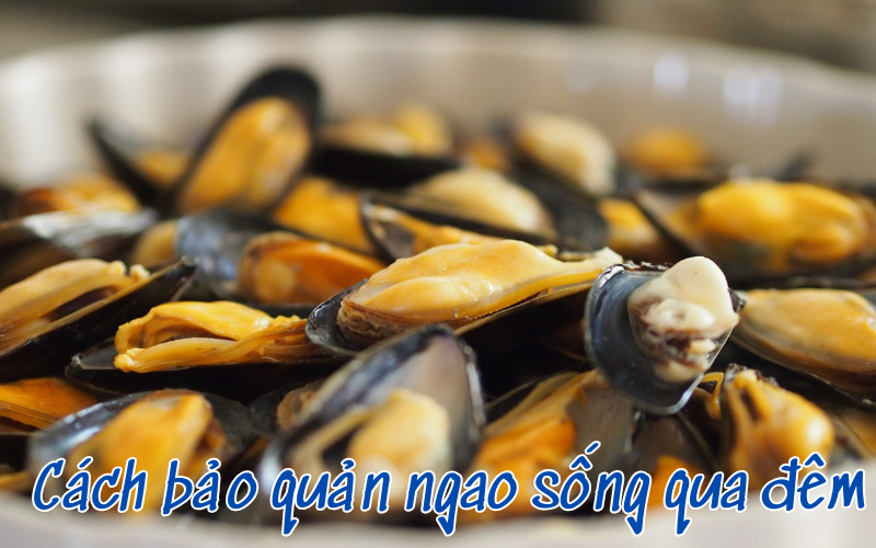 Cách bảo quản ngao sống qua đêm