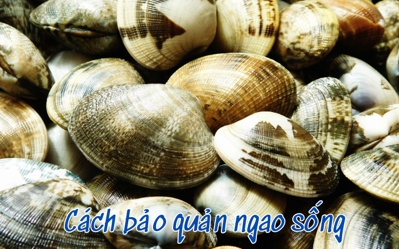 Cách bảo quản ngao sống