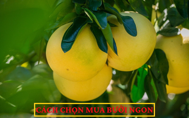 Cách chọn mua bưởi ngon