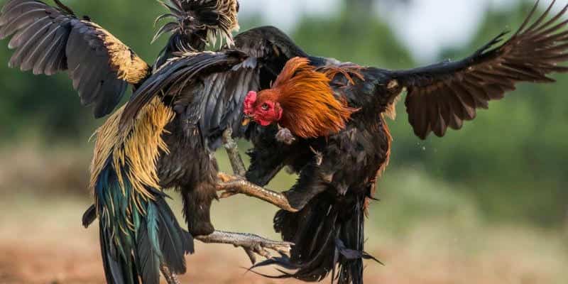 Những yếu tố ảnh hưởng đến kết quả trận đấu