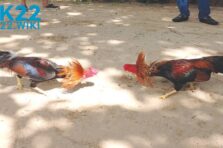 Đá Gà OK22: Chiến Kê Đỉnh Cao, Thắng Lớn Trong Tầm Tay