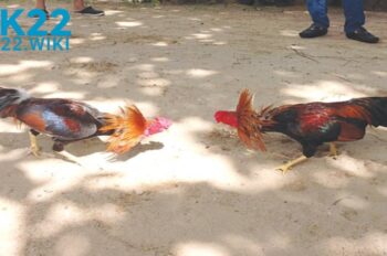 Đá Gà OK22: Chiến Kê Đỉnh Cao, Thắng Lớn Trong Tầm Tay